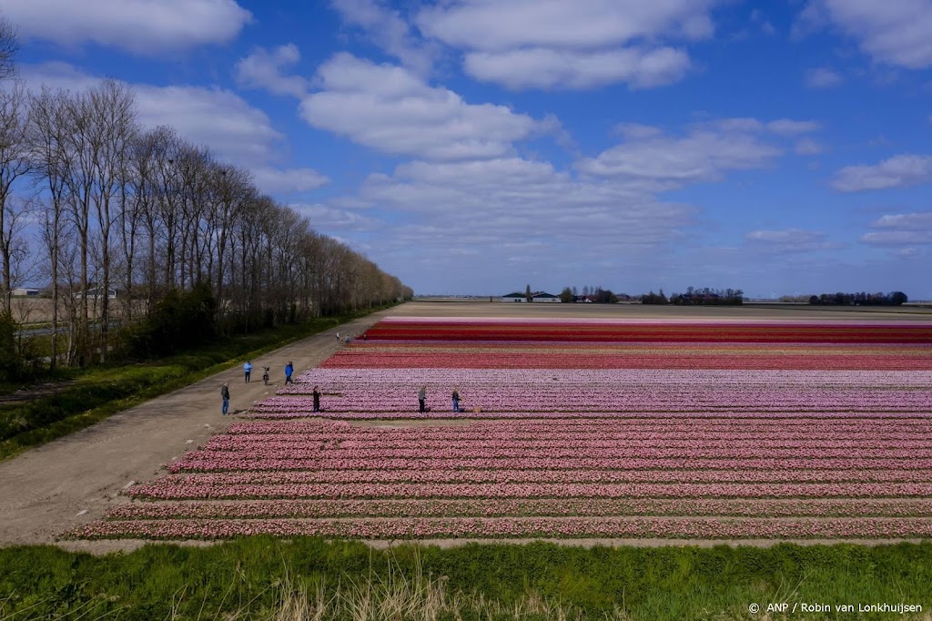 Drukte op de wegen in de Bollenstreek