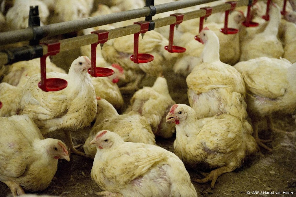 Vogelgriep op vleeskuikenbedrijf Tzum, 166.000 vogels afgemaakt 
