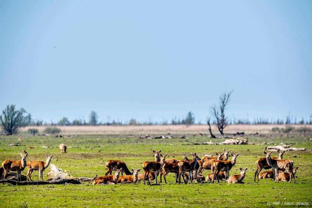Raad van State: afschot van edelherten in Oostvaardersplassen mag