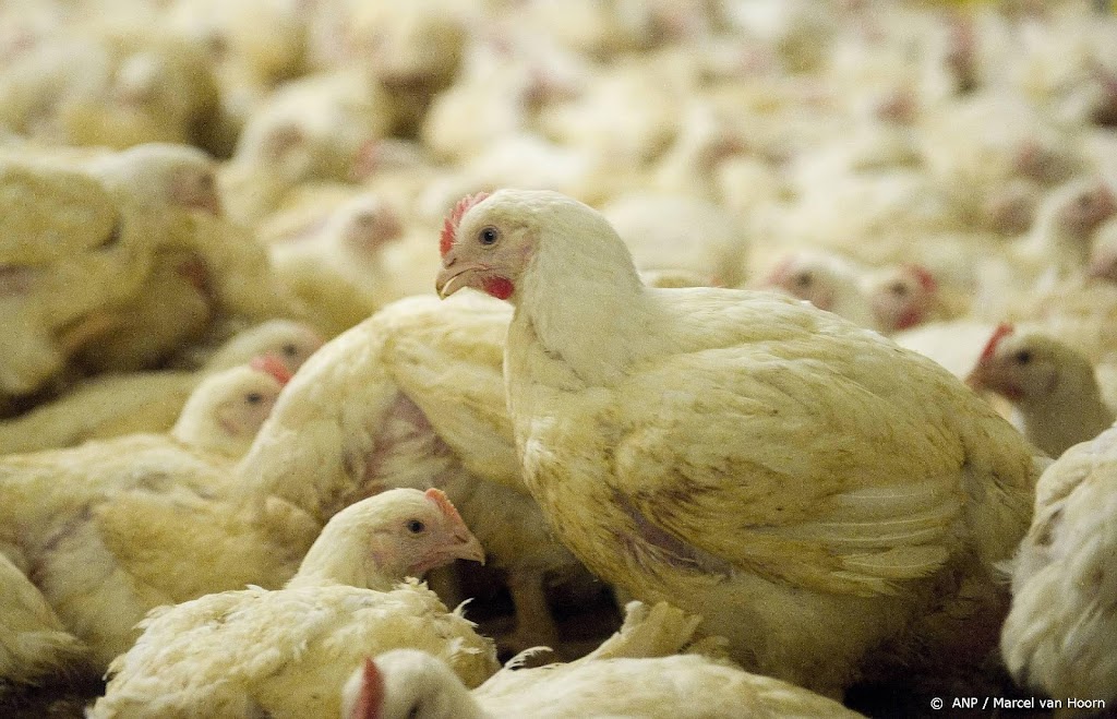 Vogelgriep ontdekt in Friesland, 87.000 kuikens gedood