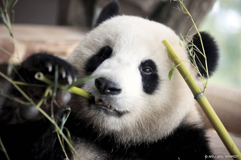 Panda-diplomatie lijkt terug na ontmoeting Xi en Biden