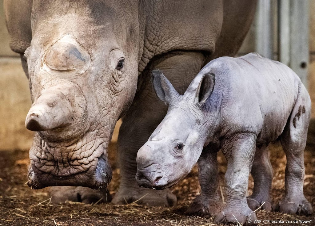 Breedlipneushoorntje geboren in Burgers’ Zoo