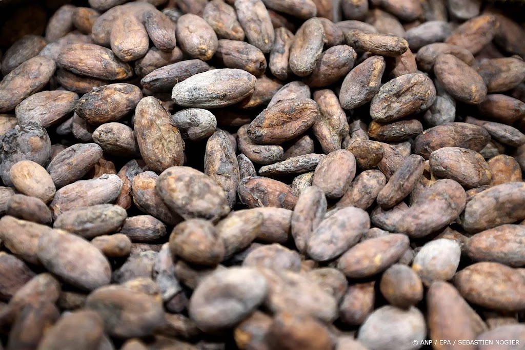 Hoge cacaoprijs stuwt Nederlandse exportwaarde cacaoproducten