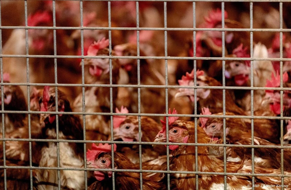 Voedselproducenten willen einde aan kippen in kooien