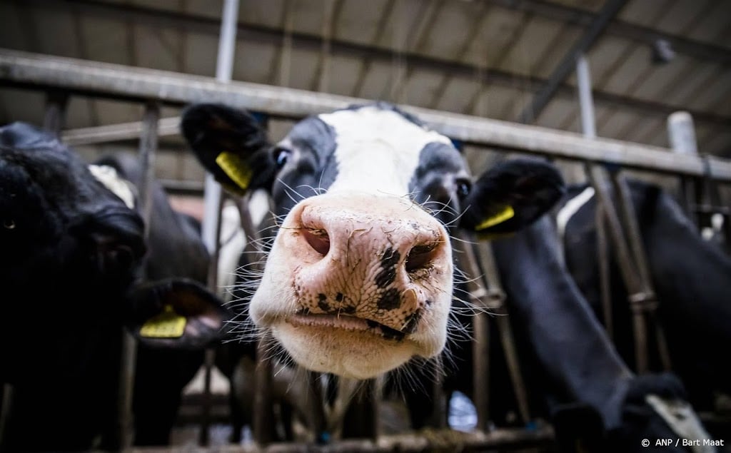 CBS: evenveel melkkoeien, wel minder varkens in veehouderij