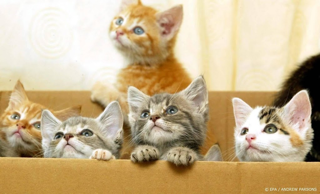 Dierenbescherming vraagt aandacht voor duizenden gedumpte kittens