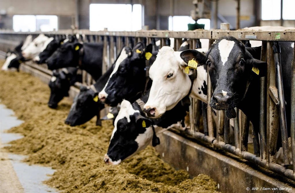 Agractie: norm aantal koeien per hectare groot struikelblok