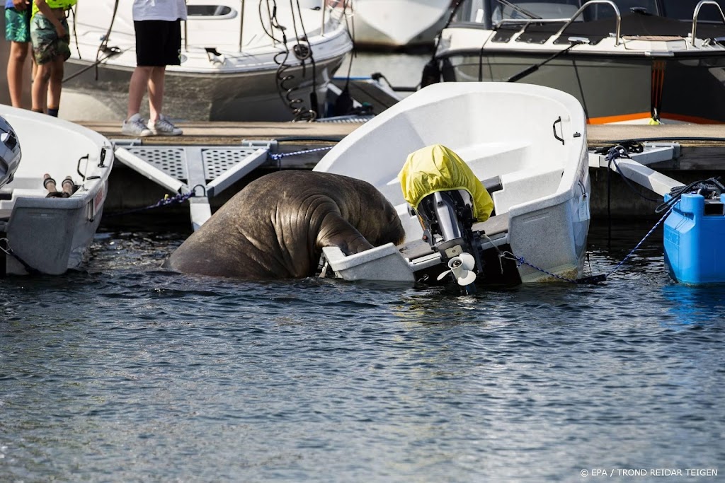 Geld binnen voor beeld van afgemaakte walrus Freya