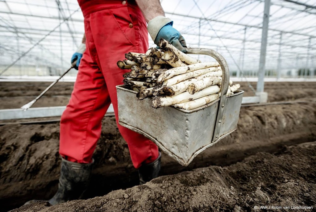 Arbeidsinspectie verscherpt toezicht op de aspergeteelt