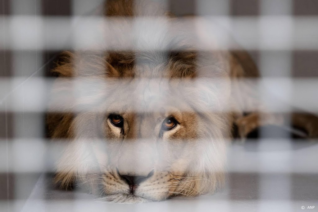 Chauffeurs Stichting Leeuw halen dieren uit Oekraïne op