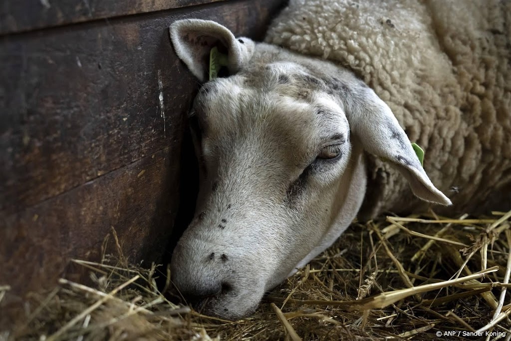 Onderzoek: blauwtongvirus mede verspreid door diertransport