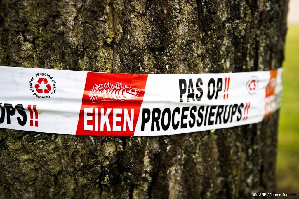 Meeste overlast eikenprocessierups verwacht in juli