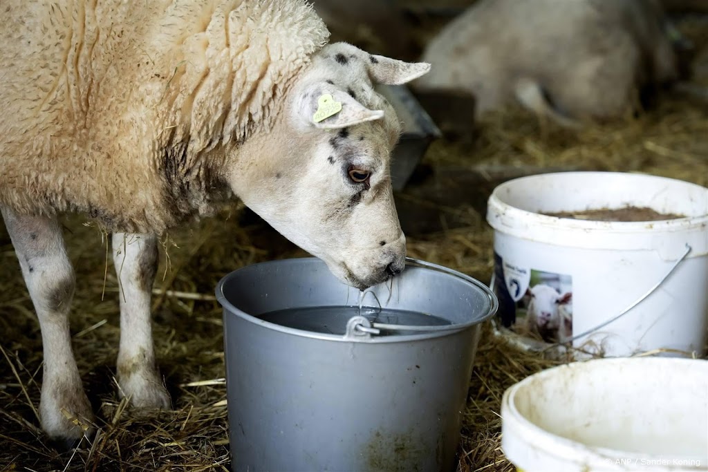 Aantal besmettingen blauwtong loopt snel op