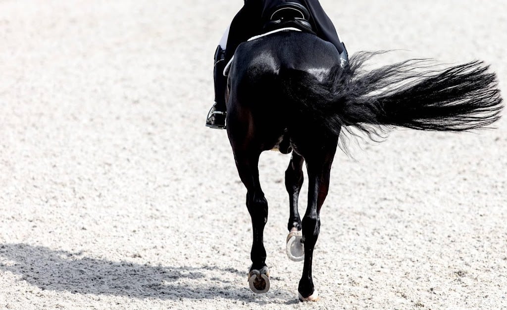 Paard overleden tijdens tweede dag NK dressuur