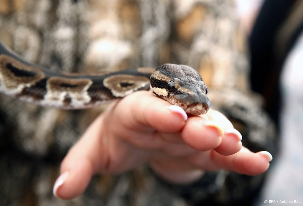 Australiër beboet voor surfen met python om zijn nek