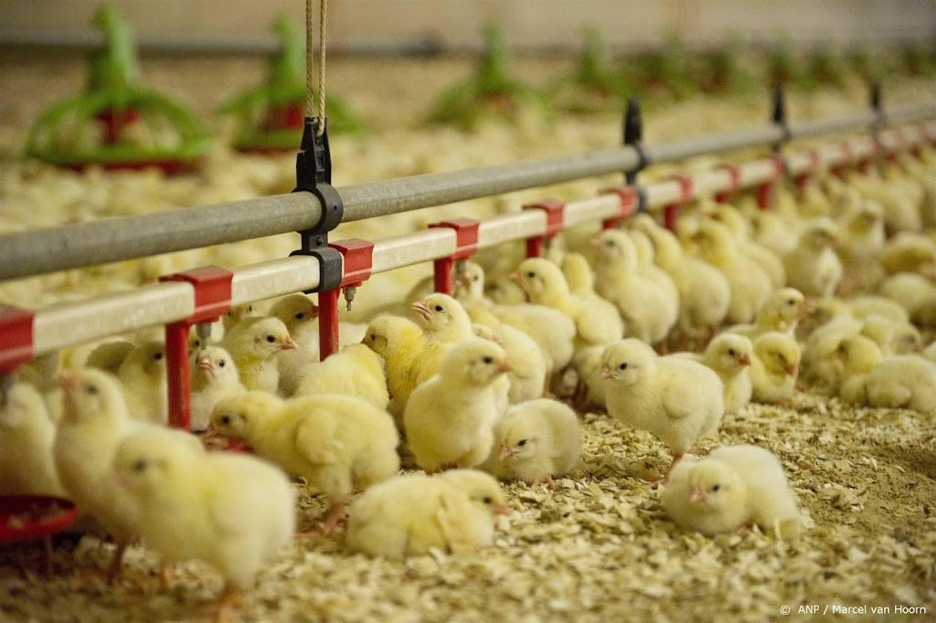 Eerste kuikens in proef tegen vogelgriep gevaccineerd