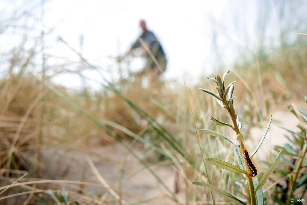 'Amerikaanse stierslang voelt zich thuis in Haagse duinen'