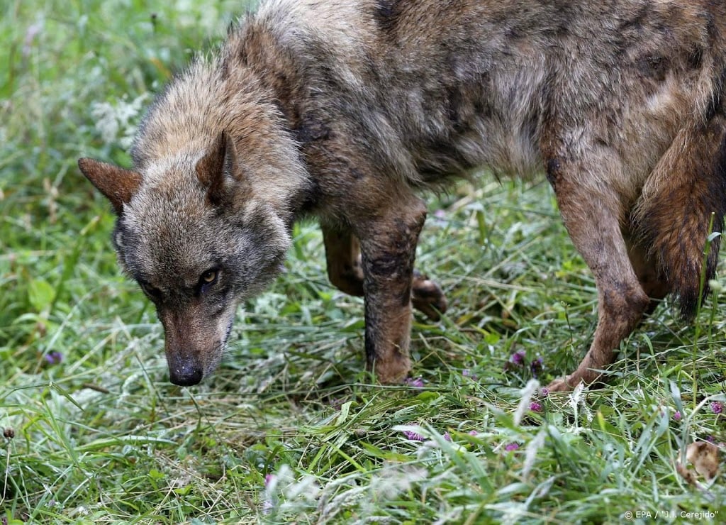 Wolf uit de Alpen zwerft in zuidoosten van Brabant