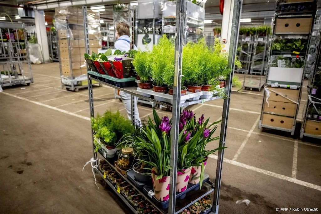 Bloemen duurder geworden, merkt sector: tekorten door vele regen