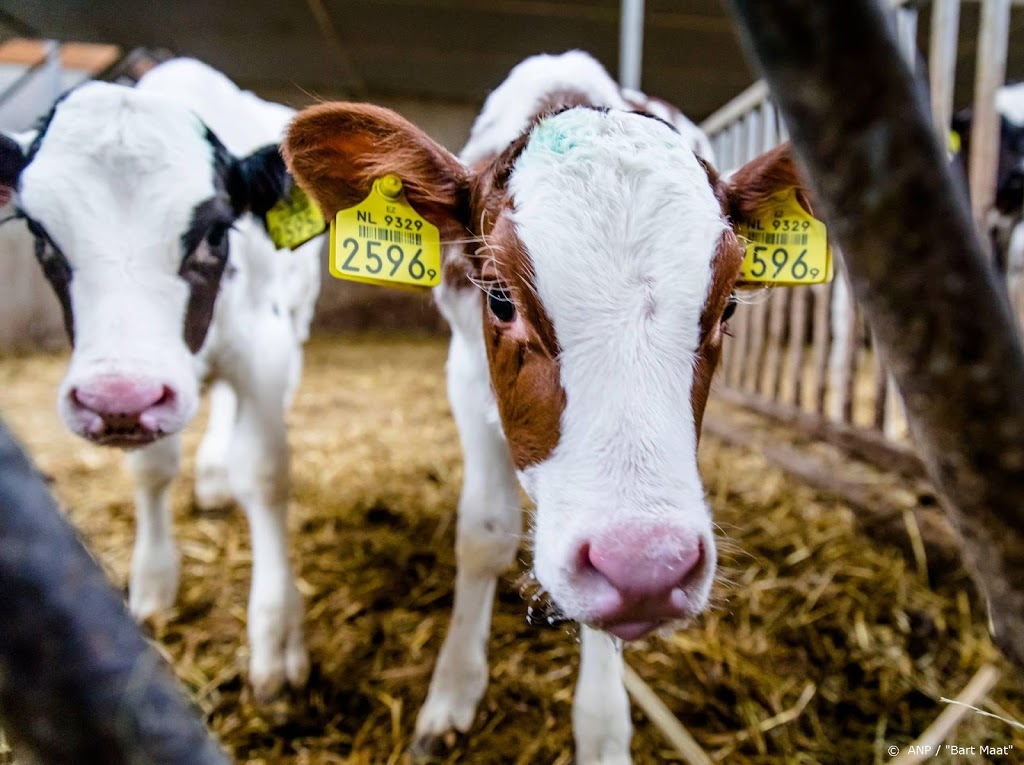 Boerenclubs: slingers, opluchting en verbijstering