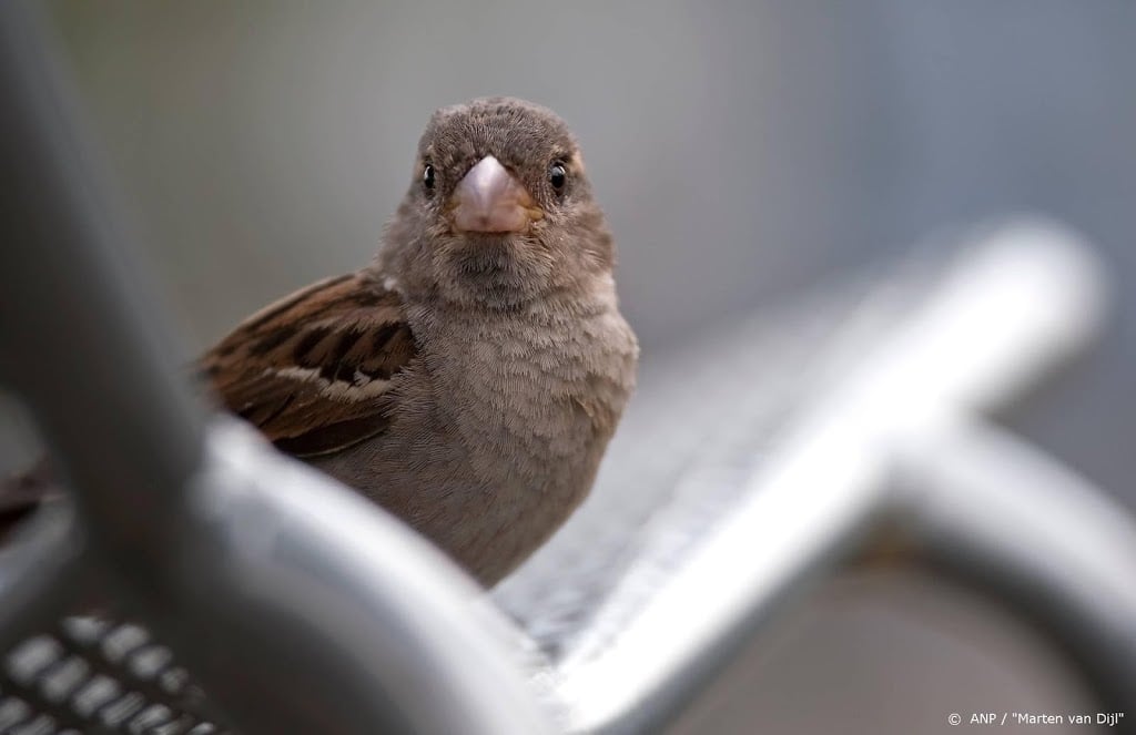 Bioblitz: soorten tellen in de tuin en op balkon