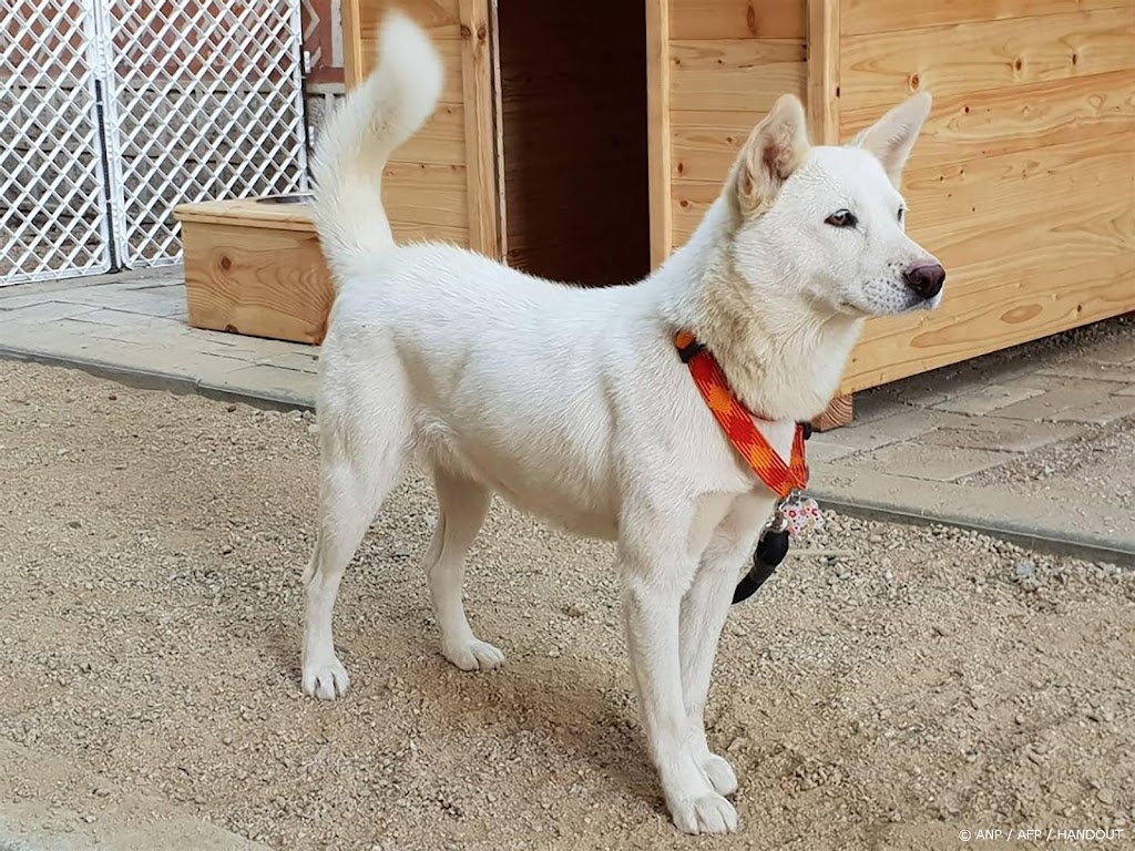 Poetin heeft zeldzame honden cadeau gekregen van Kim