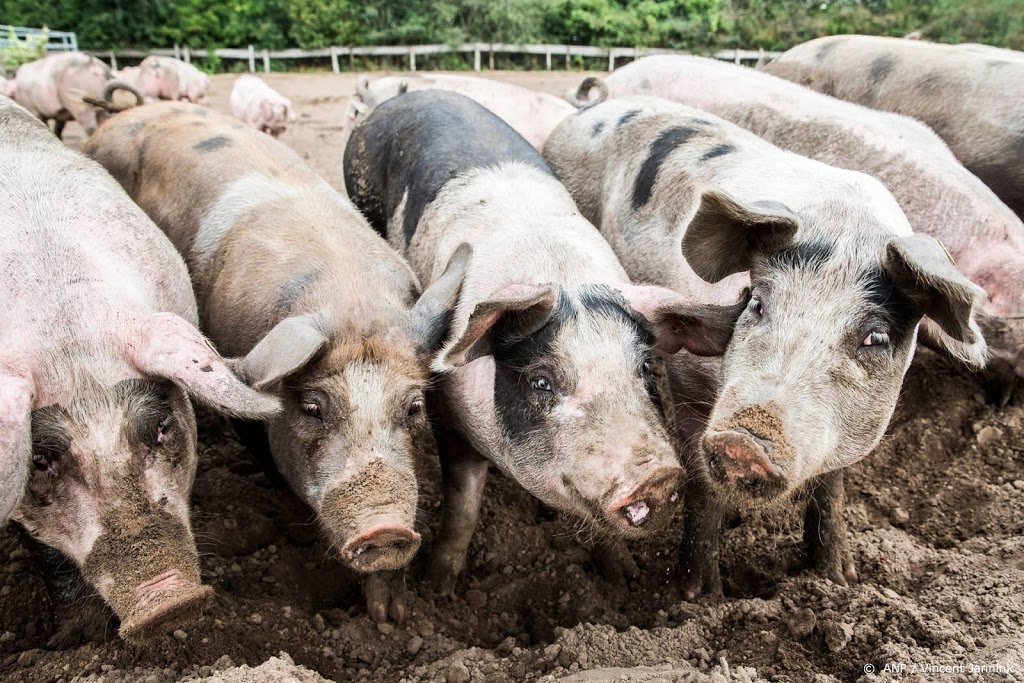 'Minder dieren bij natuurgebieden werkt het beste tegen stikstof'