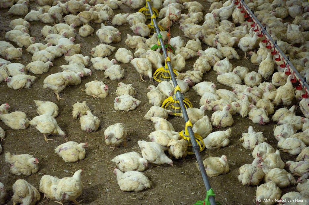 Bijna 30 miljoen productiedieren gestorven buiten de slacht om