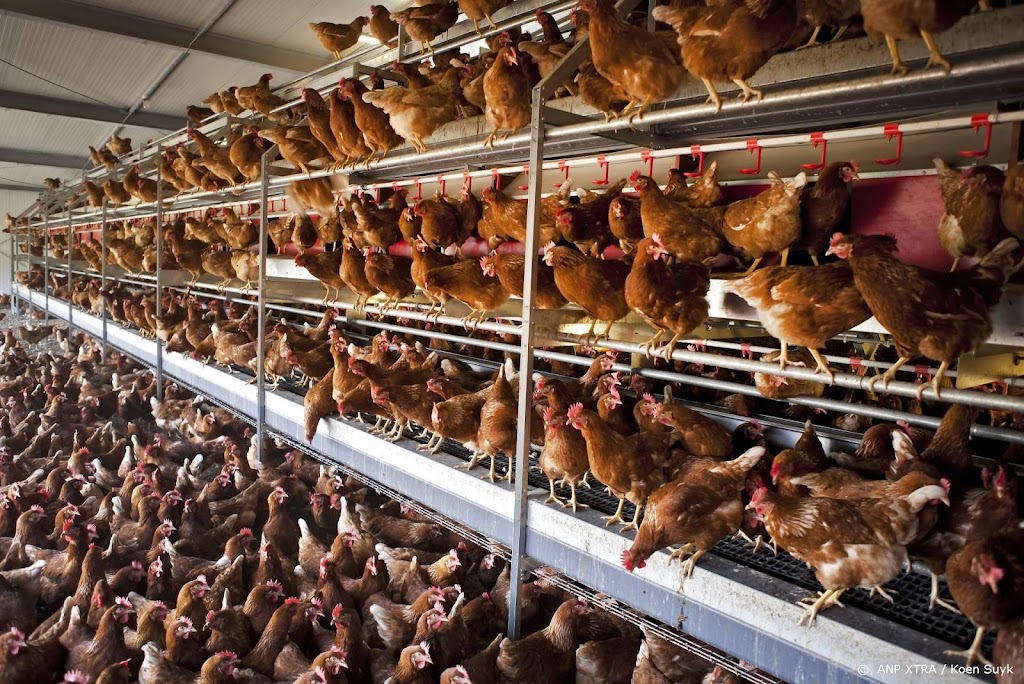 Vogelgriep op bedrijf Lunteren, 55.000 leghennen afgemaakt