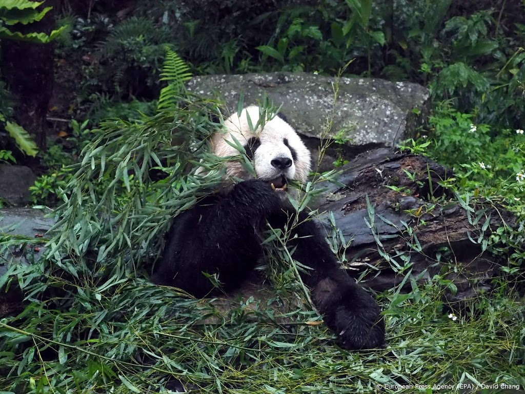 Oudste panda in gevangenschap overleden in China