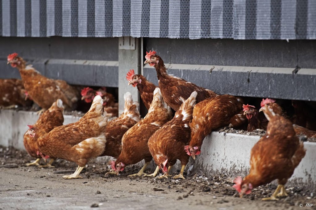 Wakker Dier: ook Lidl stapt over op uitsluitend scharrelkip