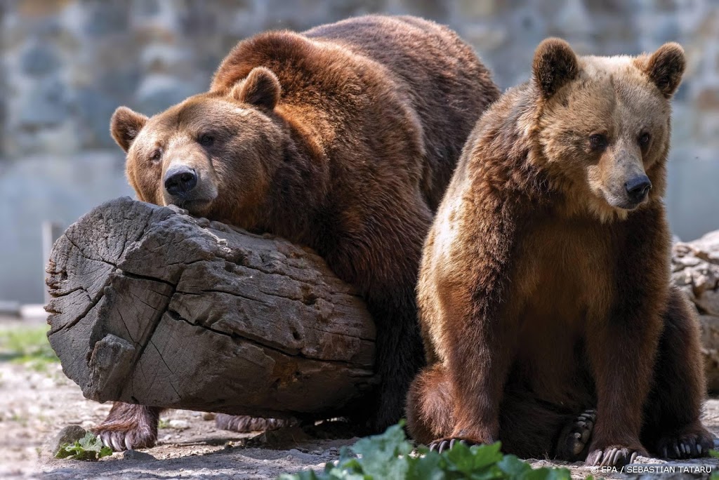 Bruine beren doodgeschoten na ontsnapping in Britse dierentuin