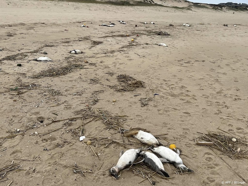 Dode pinguïns massaal aangespoeld in Uruguay