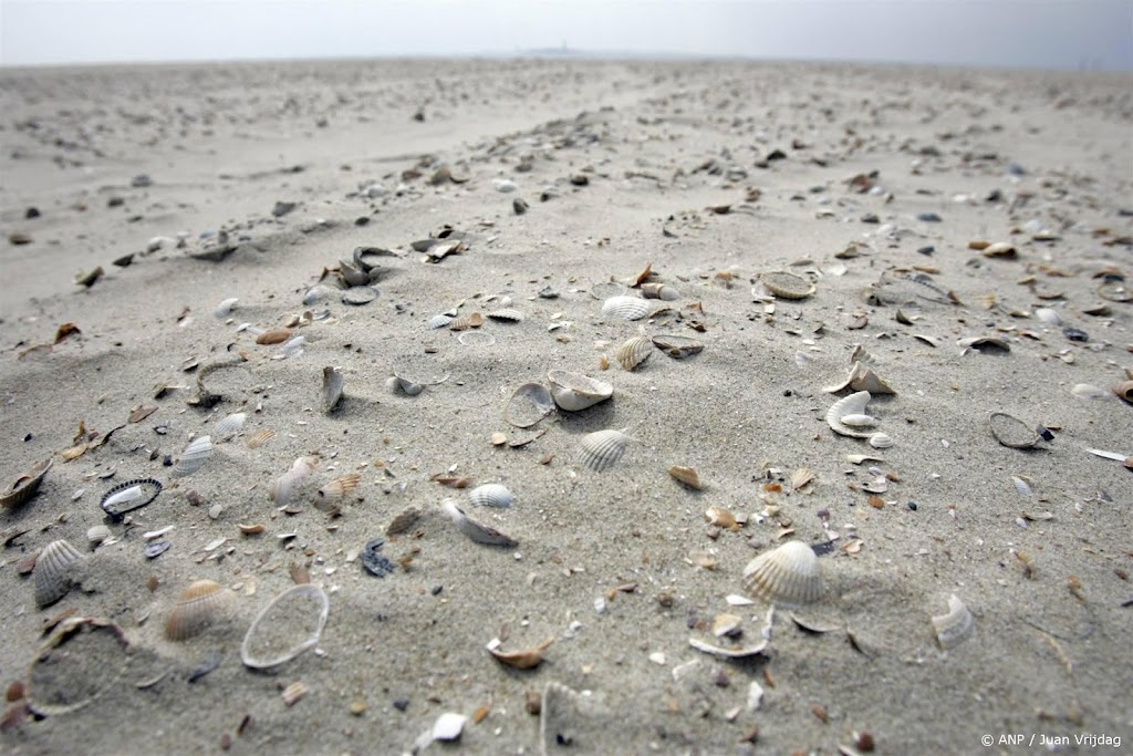 Schelpdesk helpt schelpentellers op 17 stranden