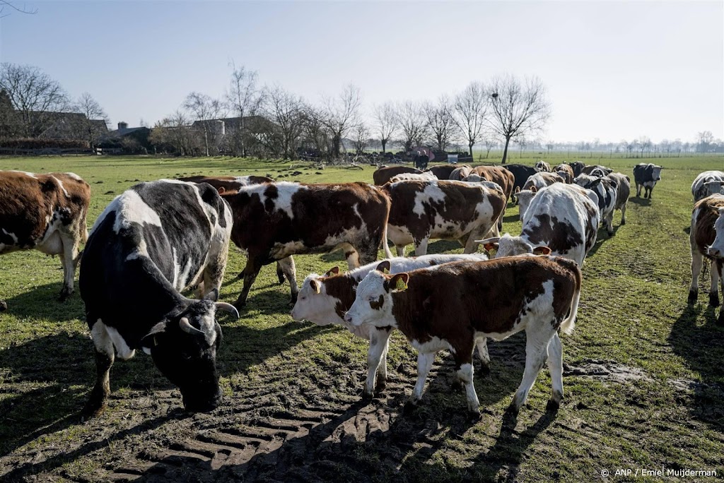Concept-akkoord rekende op 25 tot 30 procent minder vee