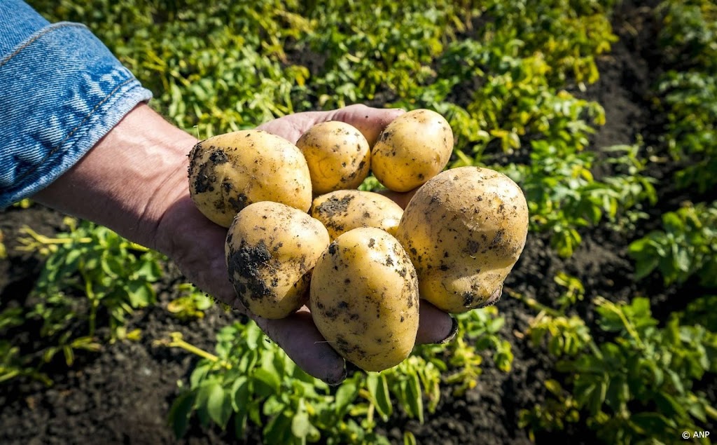 Regen en waterschimmel dreigen aardappel lang dwars te zitten