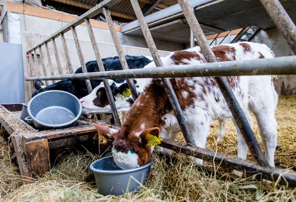 'Aantal melkveehouders neemt komende jaren fors af'