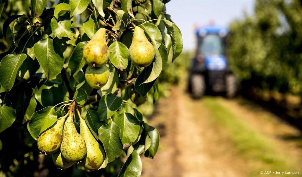 Branche verwacht lagere perenoogst door grillig voorjaarsweer