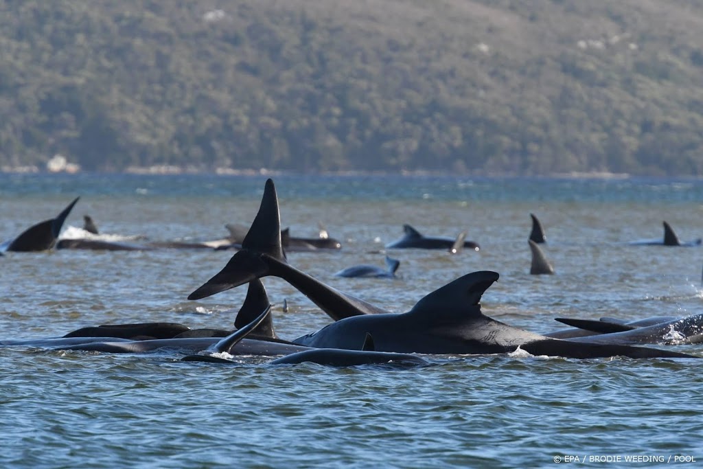 Honderden grienden gestorven bij Tasmanië