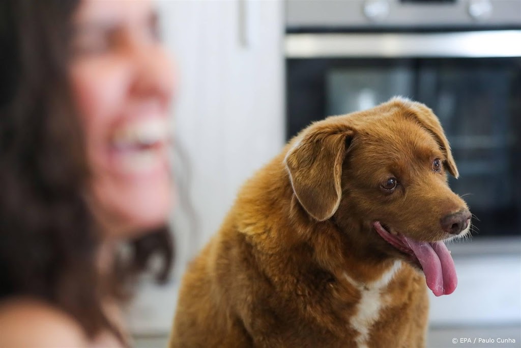 Bobi, de oudste hond ter wereld, overleden op 31-jarige leeftijd