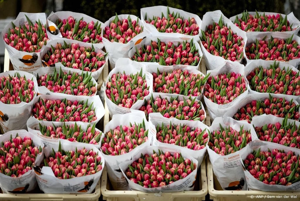 Inval Oekraïne heeft nog geen grote gevolgen voor bloemensector