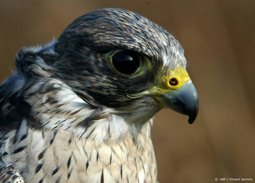 Minder vogels in stedelijke gebieden