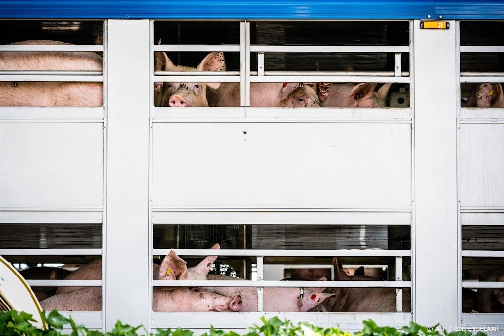 Varkens in Nood doet aangifte tegen twee varkenstransporteurs