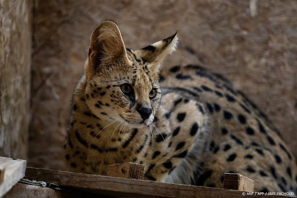 Dierenambulance voert actie om afmaken serval te voorkomen