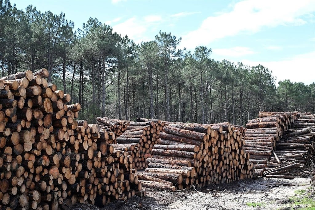 WWF: ontbossing neemt nog toe, ondanks beloftes wereldleiders