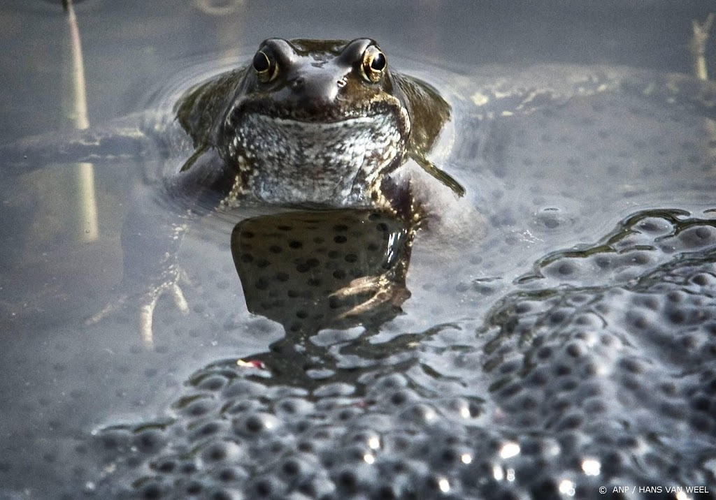 Nieuw meldpunt voor zieke of dode reptielen, amfibieën en vissen