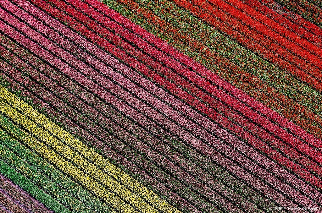 Keukenhof blijft gesloten en is alleen virtueel te bezoeken