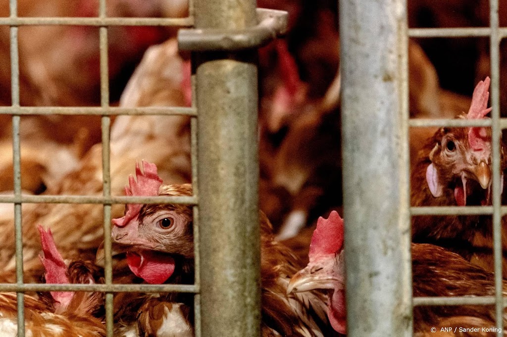 Vogelgriep blijft Barneveld teisteren