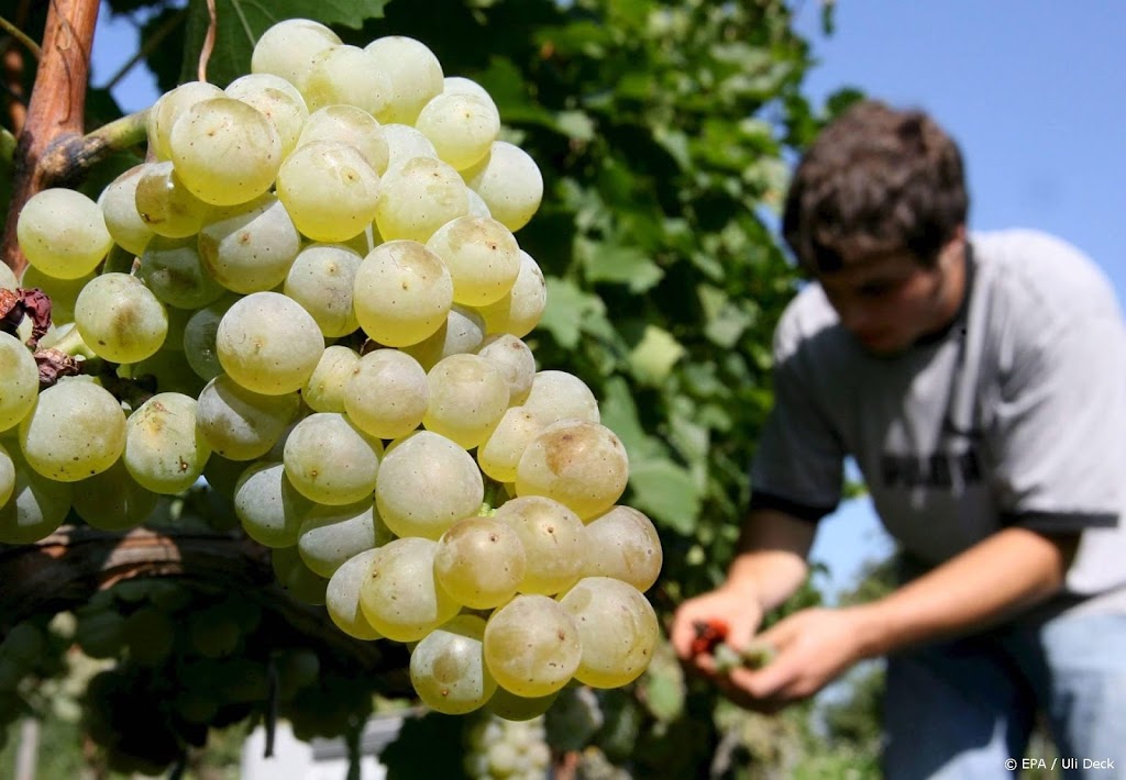 Champagnedruiven door opgewarmd klimaat dit jaar vroeger geoogst