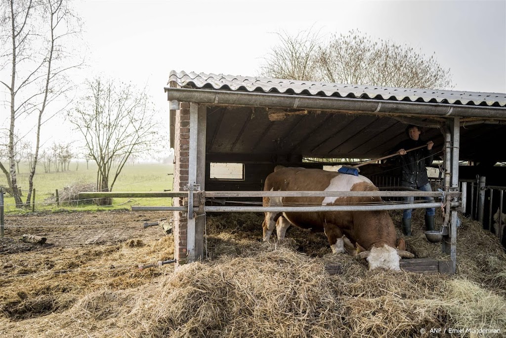 China verbiedt ook invoer sperma van runderen om blauwtongvirus